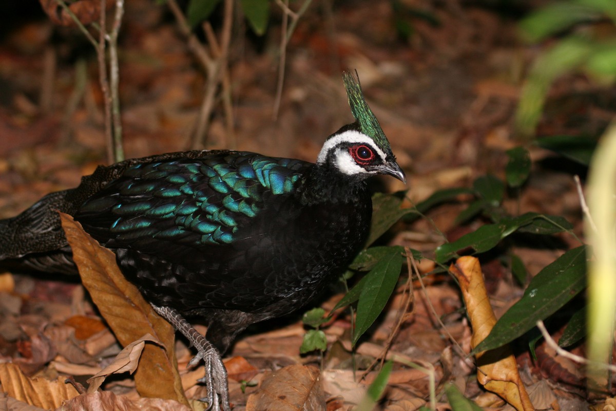 Palawan Peacock-Pheasant - ML602086391