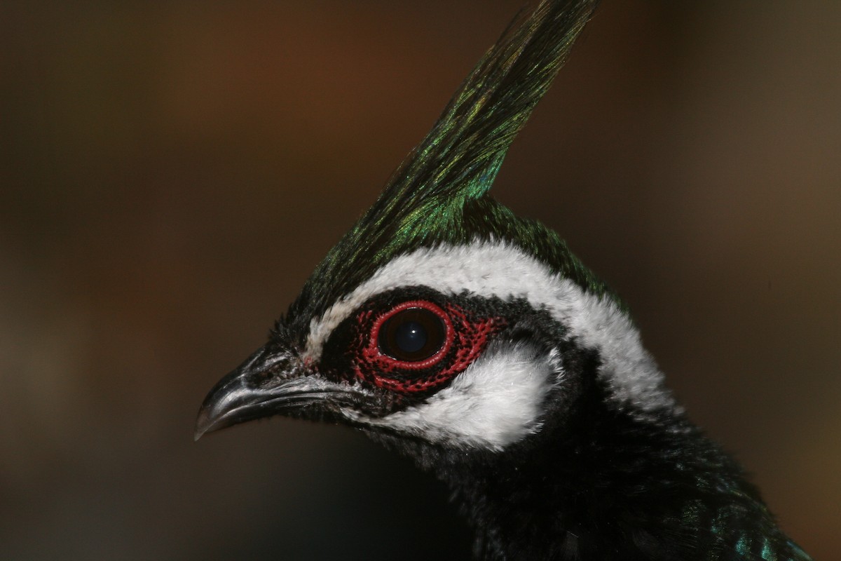 Palawan Peacock-Pheasant - ML602086461