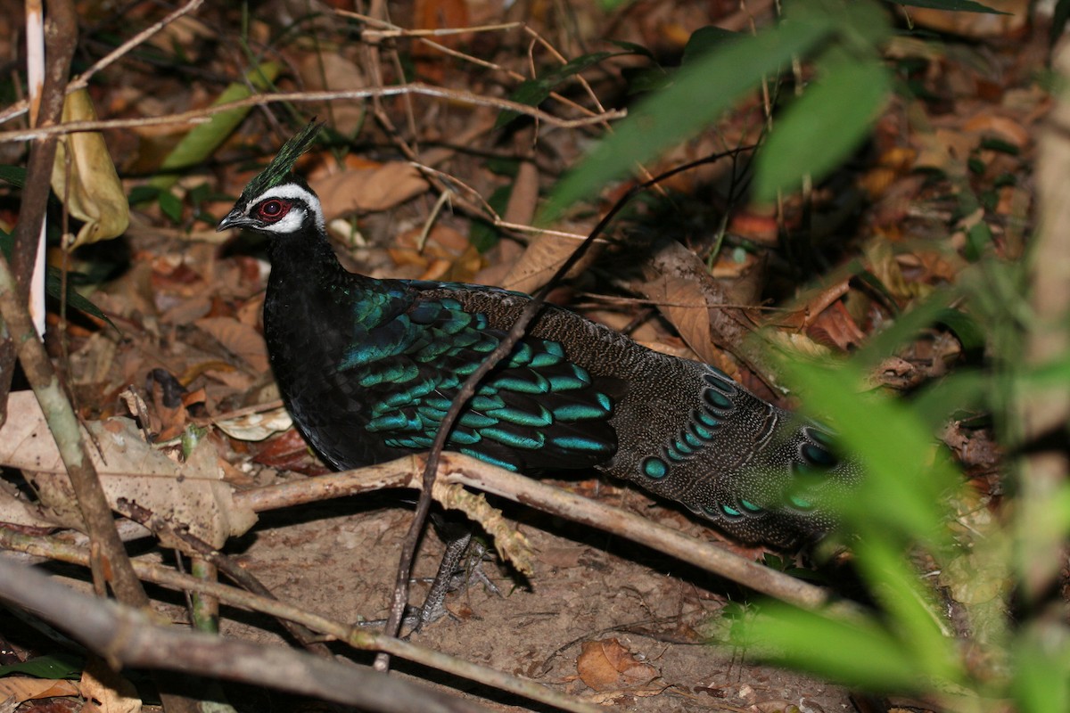 Palawan Peacock-Pheasant - ML602086561