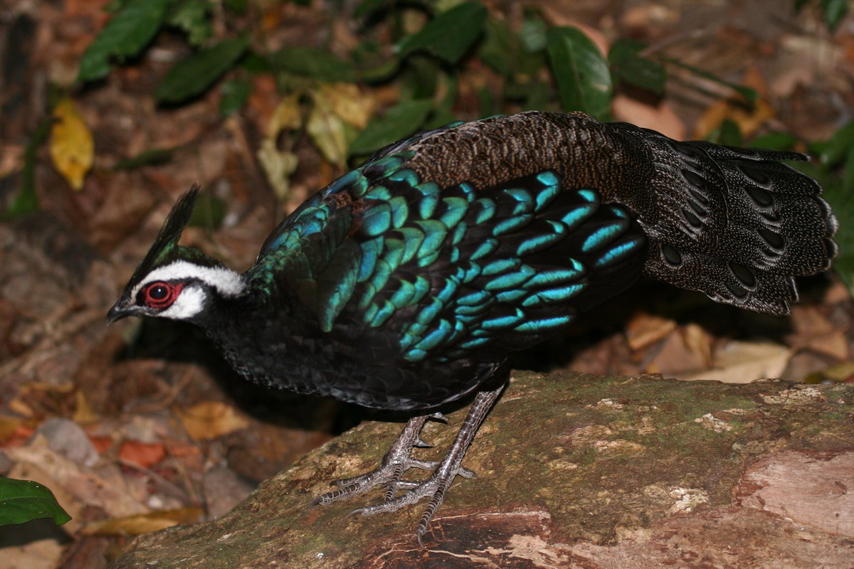 Palawan Peacock-Pheasant - ML602086601