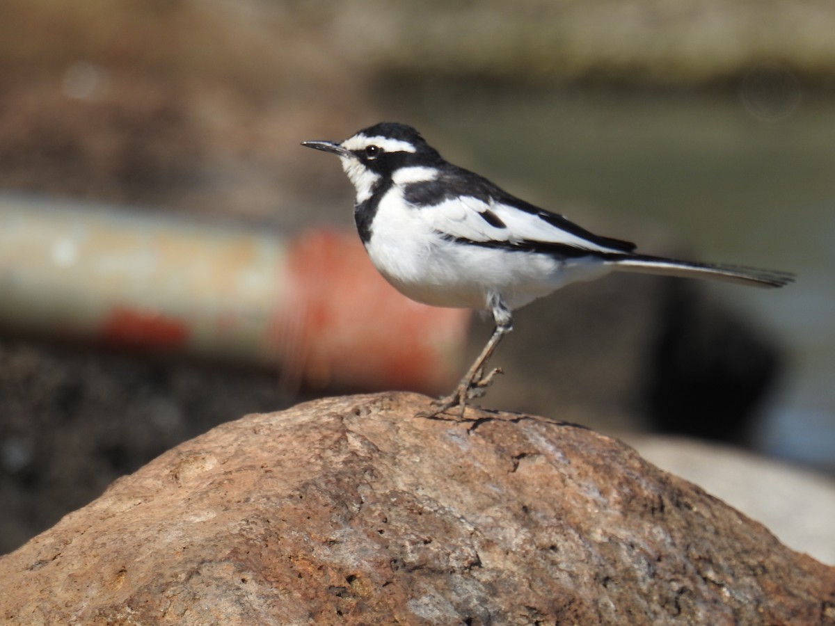 African Pied Wagtail - ML60208961