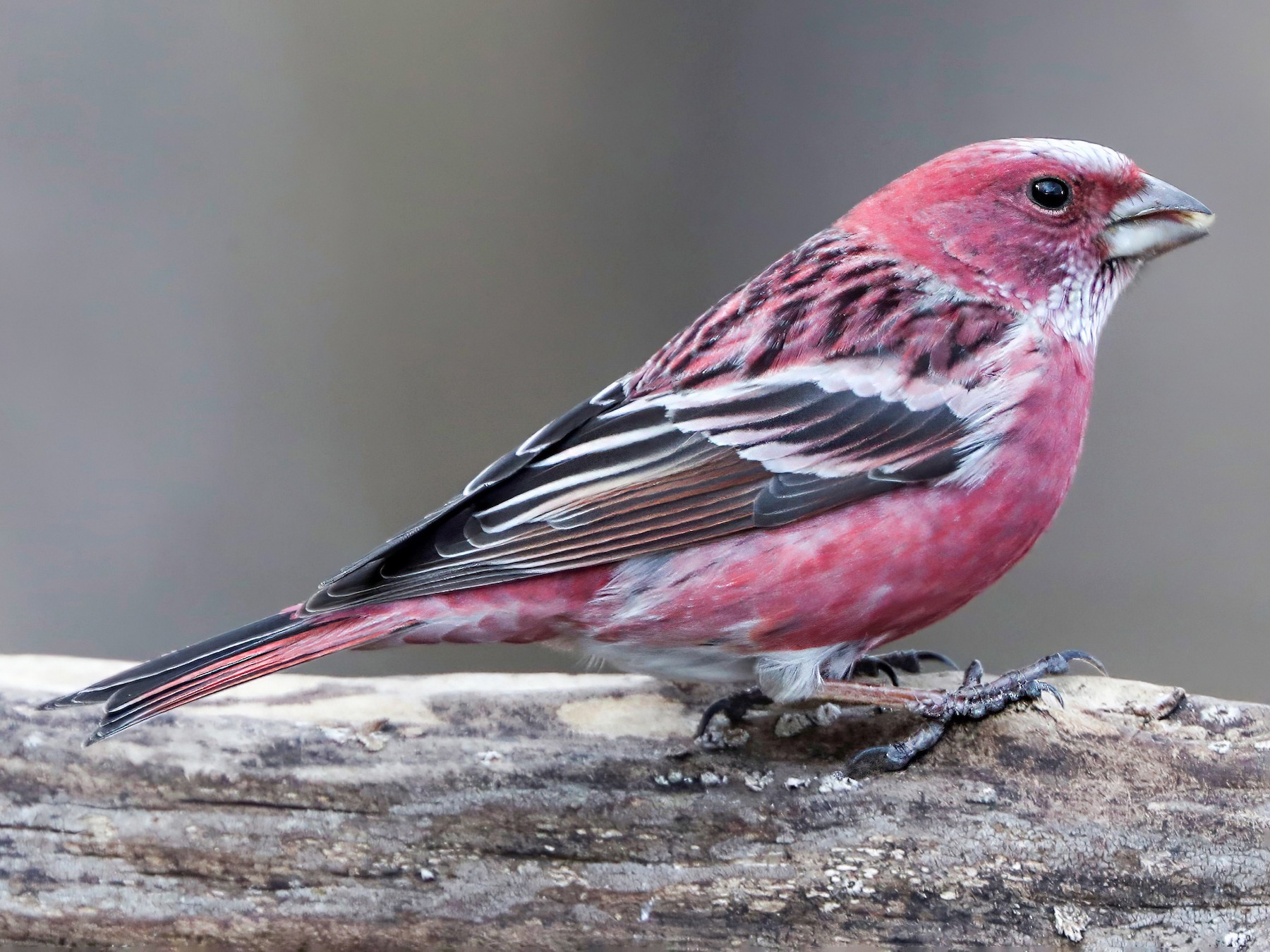 Pallas's Rosefinch - Per Smith