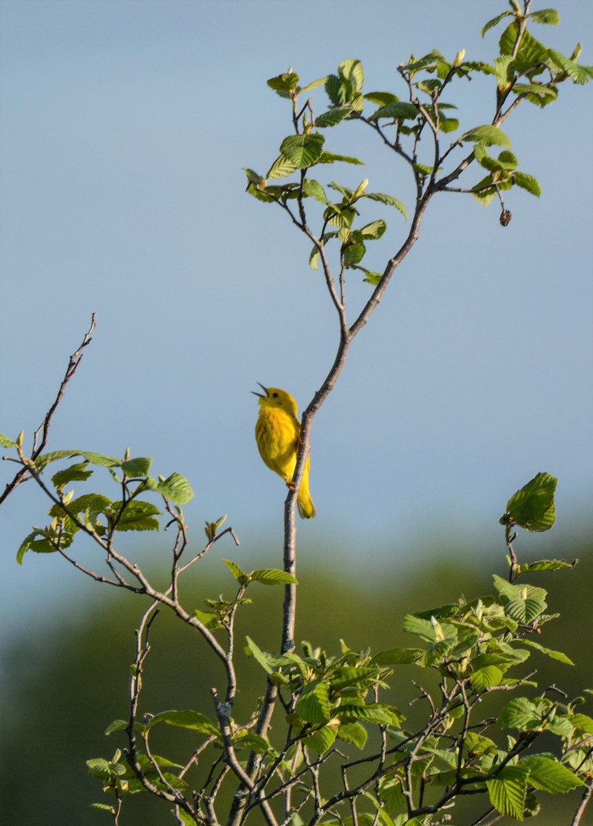 Yellow Warbler - Patrick Maurice