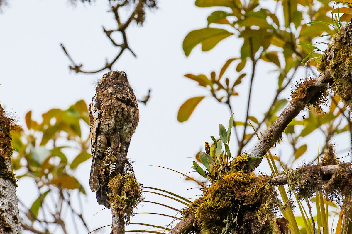 Andean Potoo - ML602091911