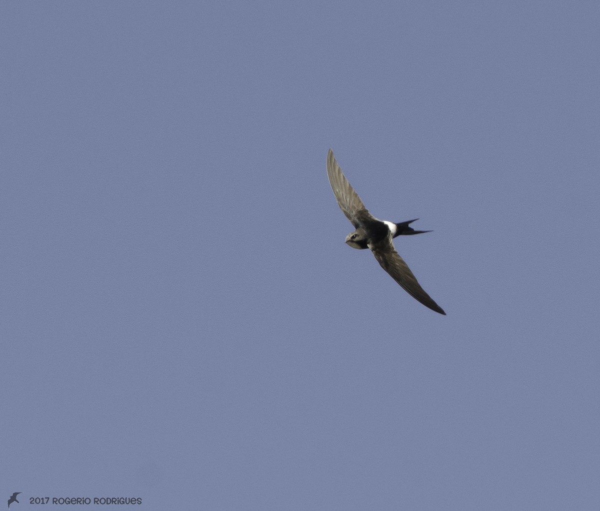 White-rumped Swift - Rogério Rodrigues