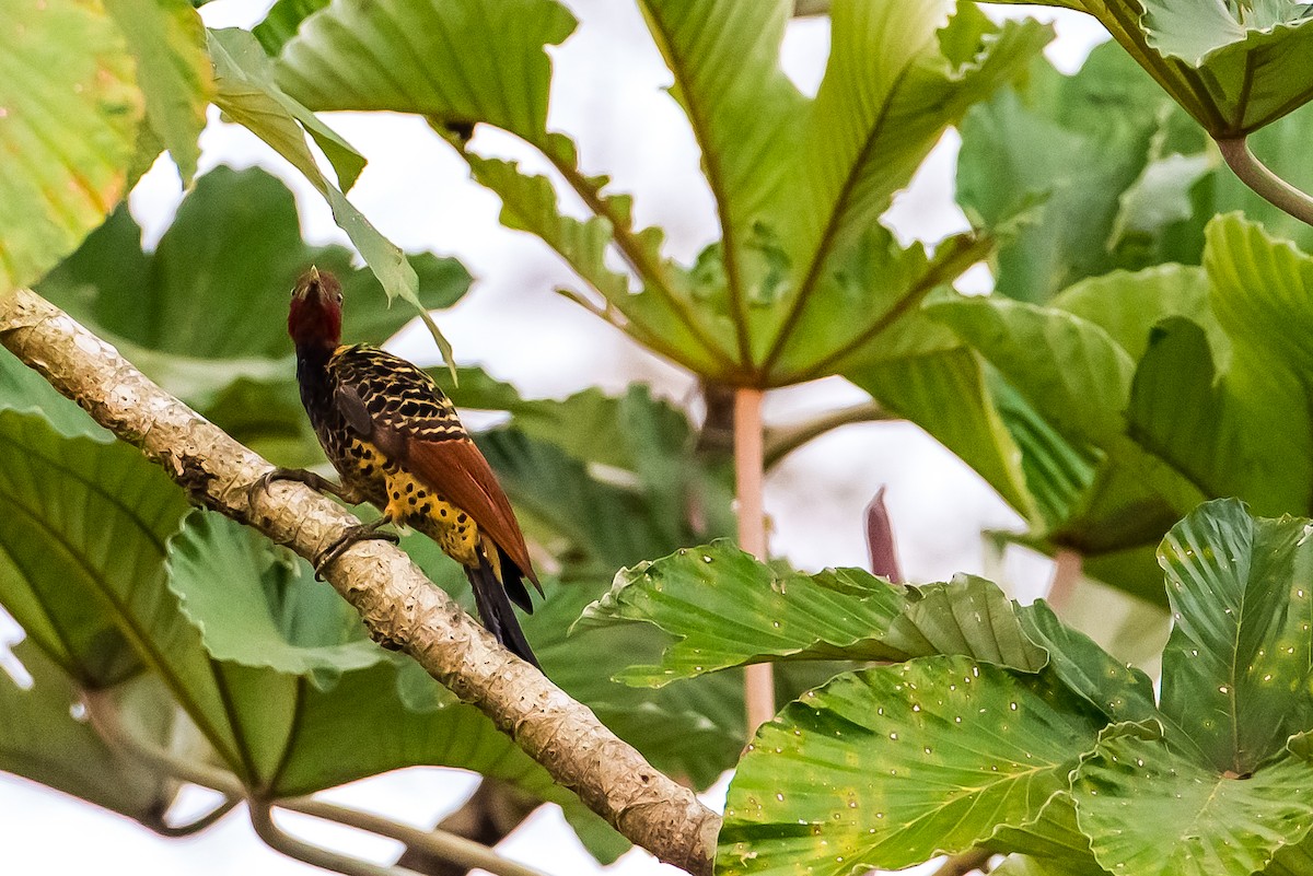 Rufous-headed Woodpecker - ML602100241