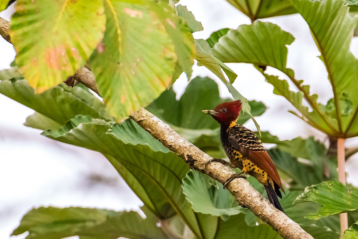 Rufous-headed Woodpecker - Anonymous