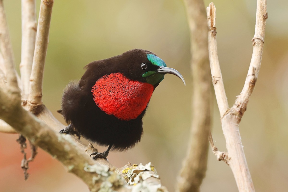 Scarlet-chested Sunbird - ML602102131