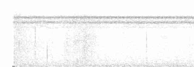 White-shouldered Antshrike - ML602102721