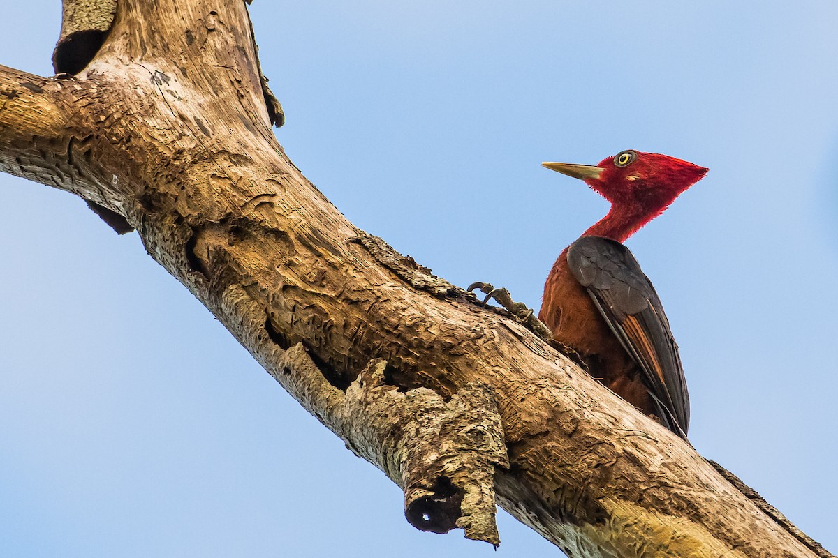Red-necked Woodpecker - ML602103211