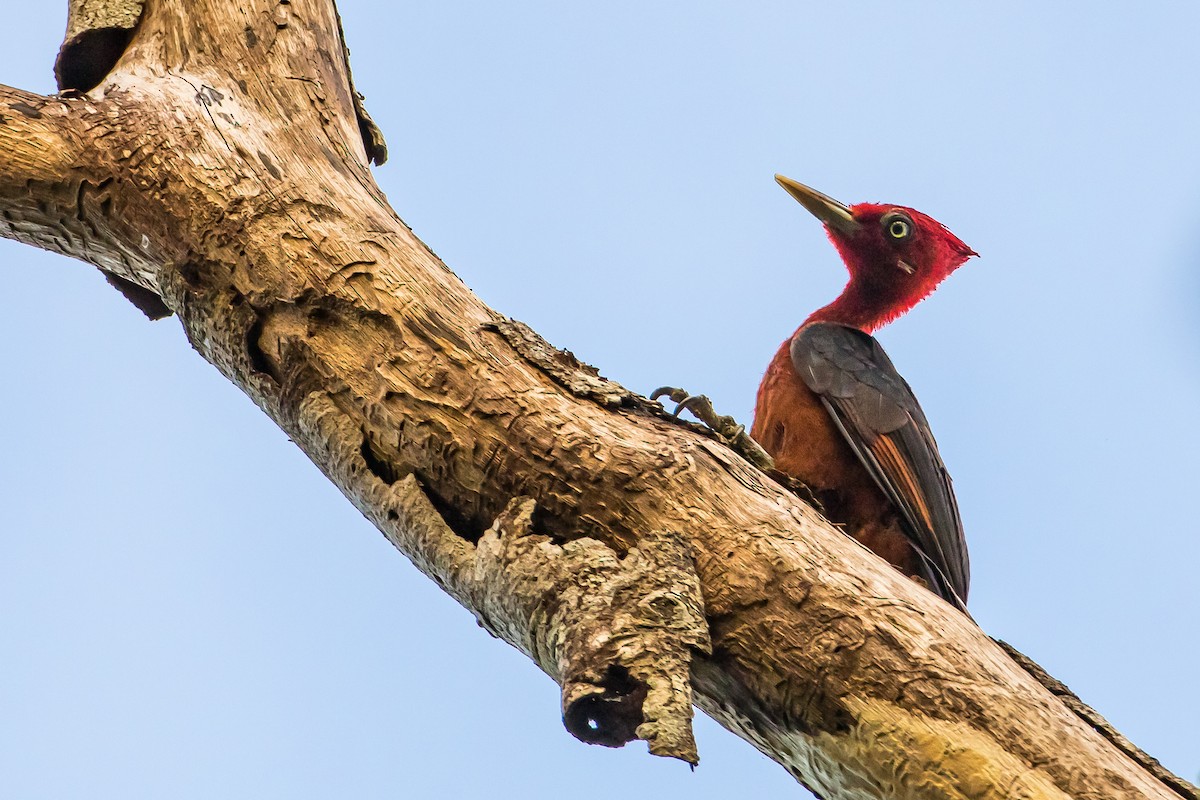 Red-necked Woodpecker - Anonymous