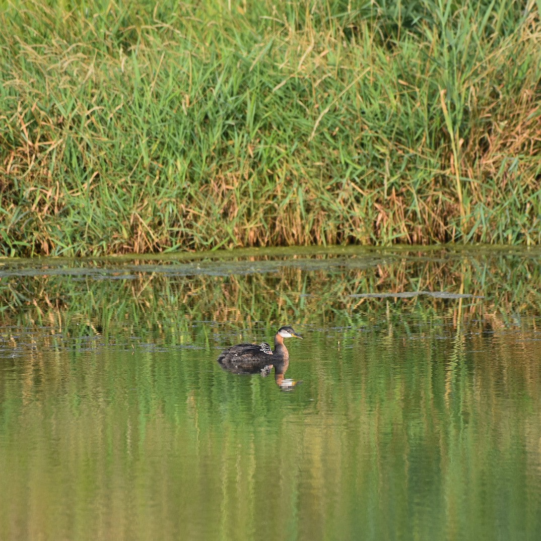 Red-necked Grebe - ML602103871