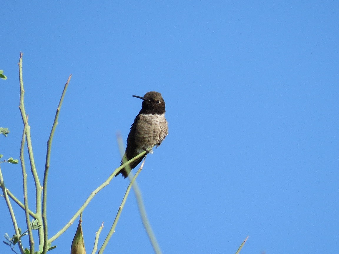 Black-chinned Hummingbird - ML60210651