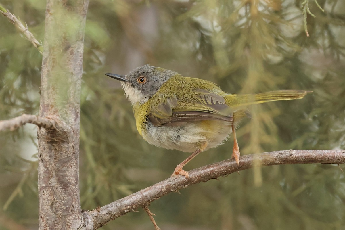 Yellow-breasted Apalis - ML602112341