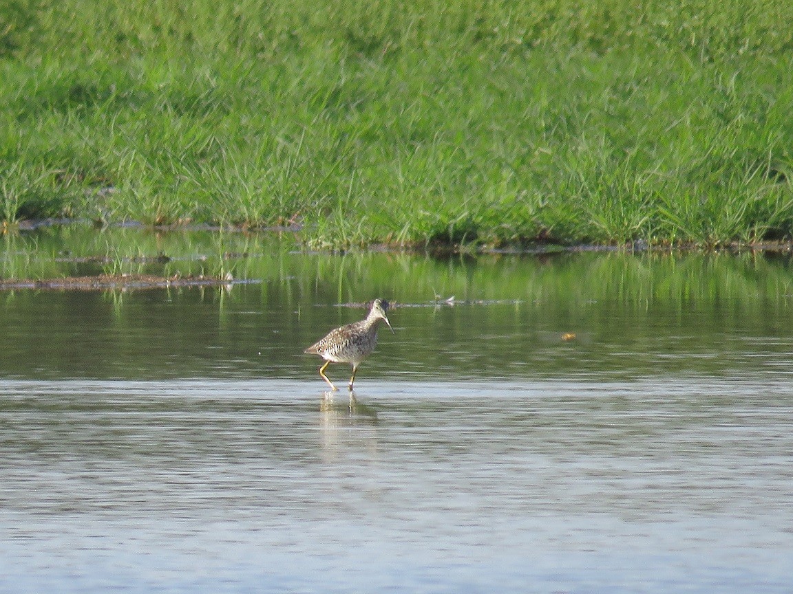 Greater Yellowlegs - Anne (Webster) Leight