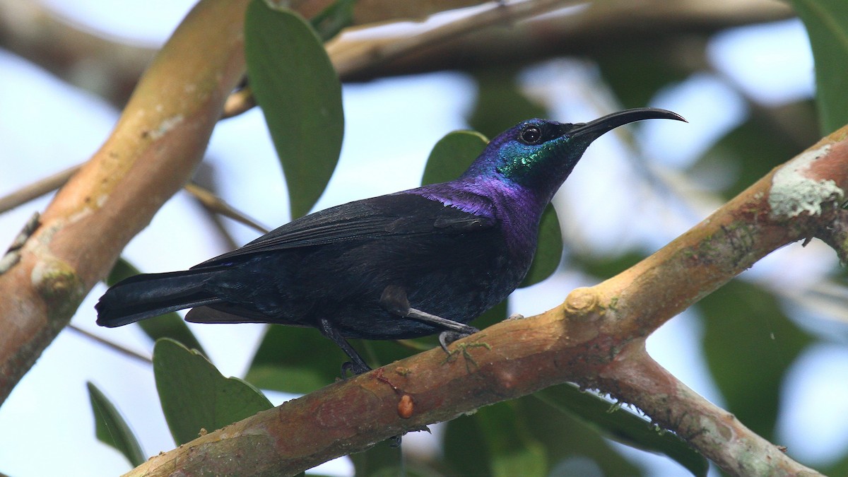 Malagasy Sunbird - Daniel Danckwerts (Rockjumper Birding Tours)
