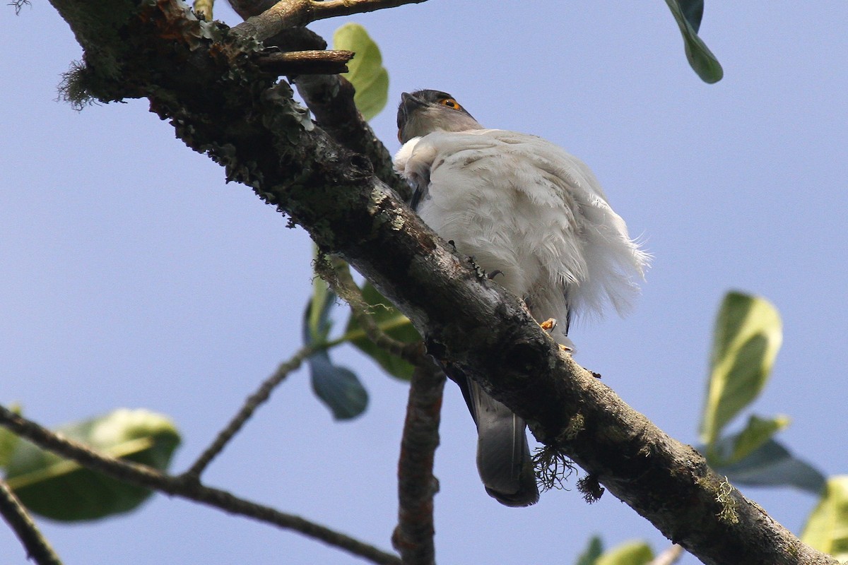 Frances's Sparrowhawk - ML602124321
