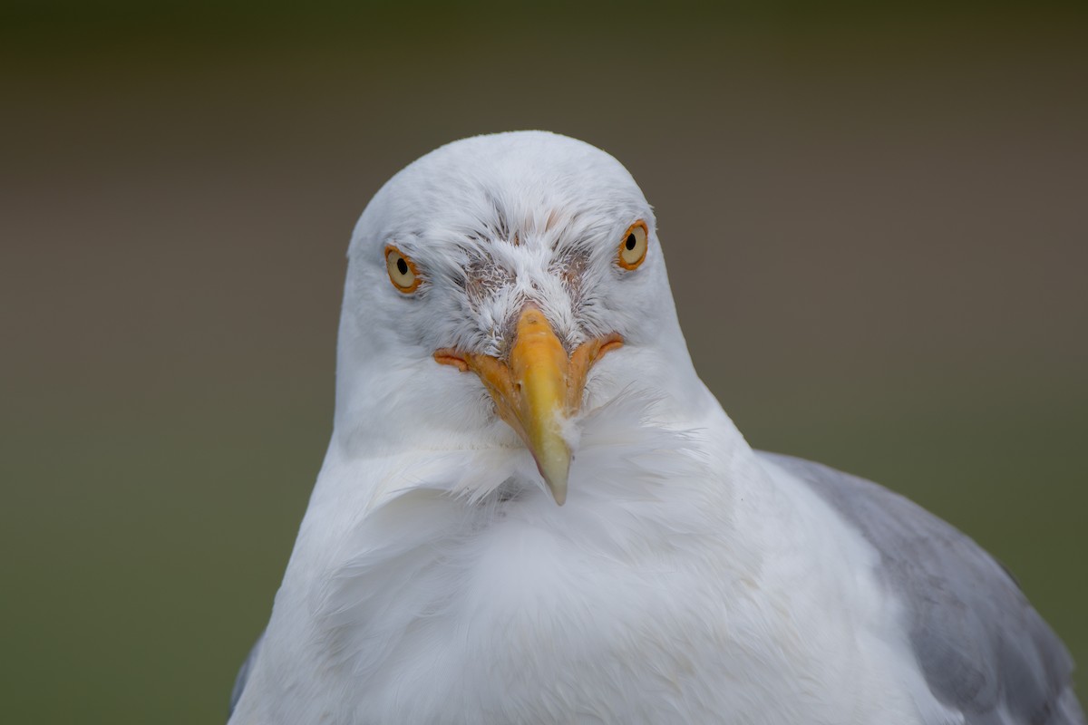 Herring Gull (American) - ML602129291