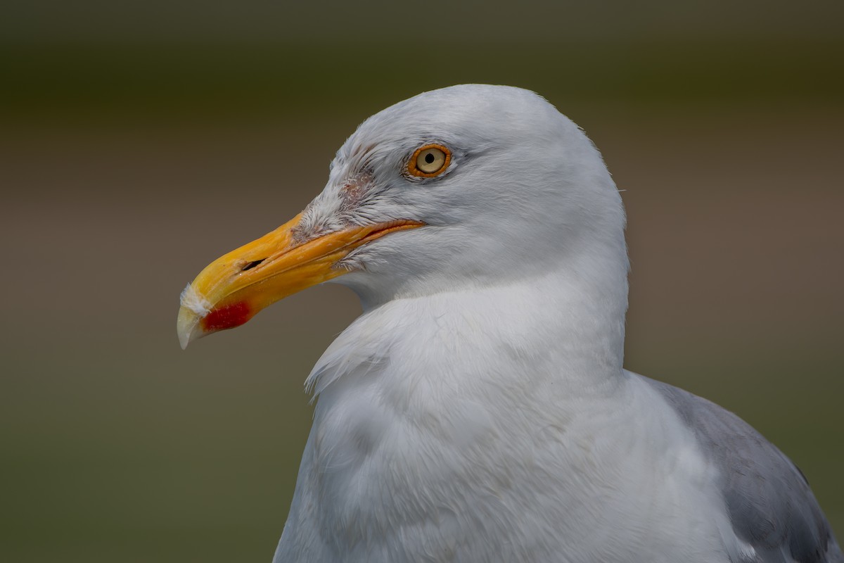 Herring Gull (American) - ML602129321
