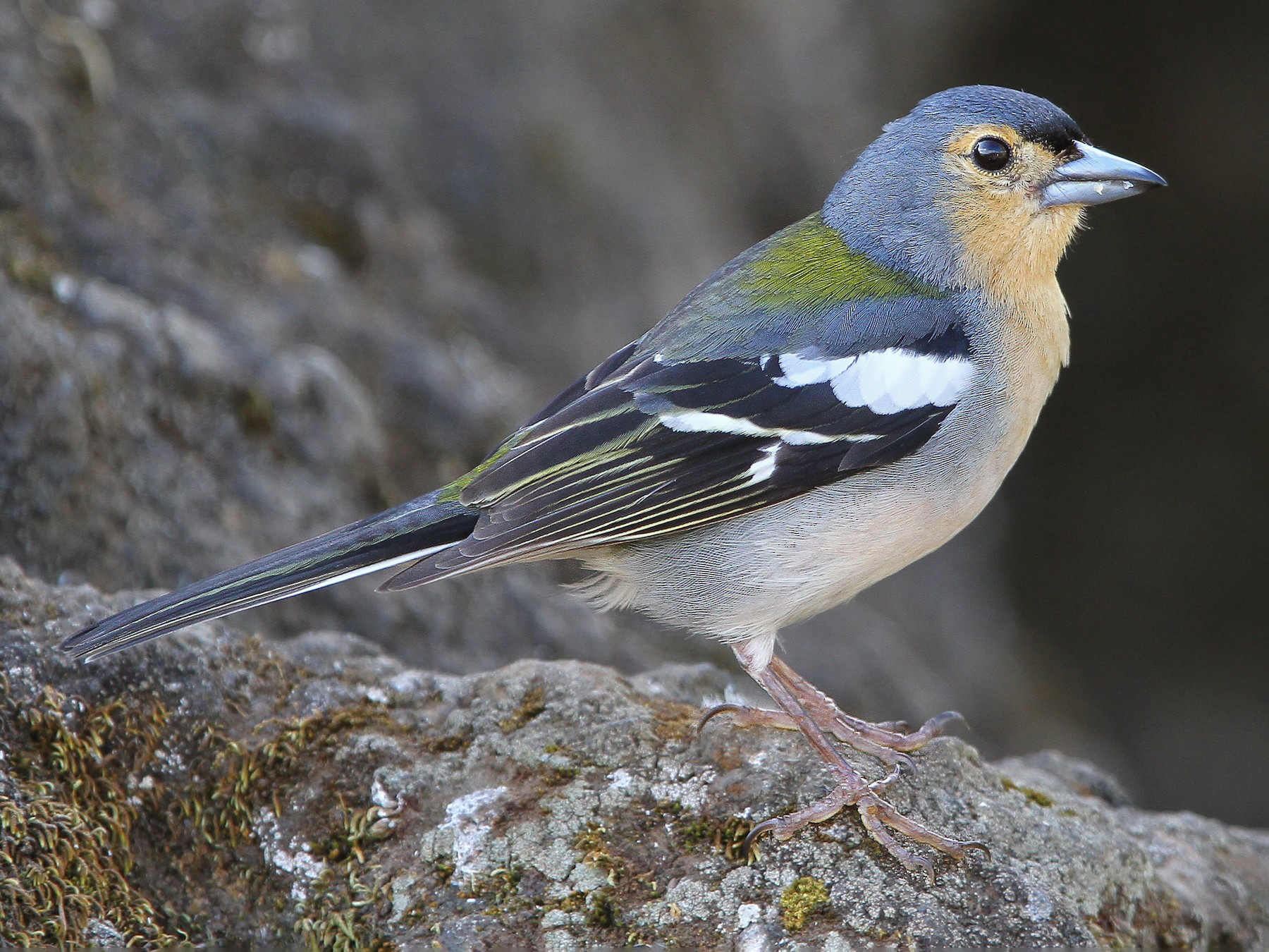 Madeira Chaffinch - eBird