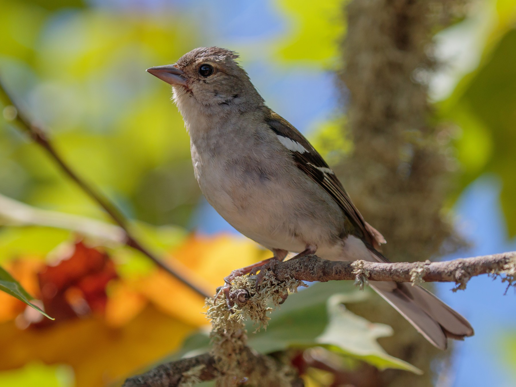 pinz-n-de-madeira-ebird