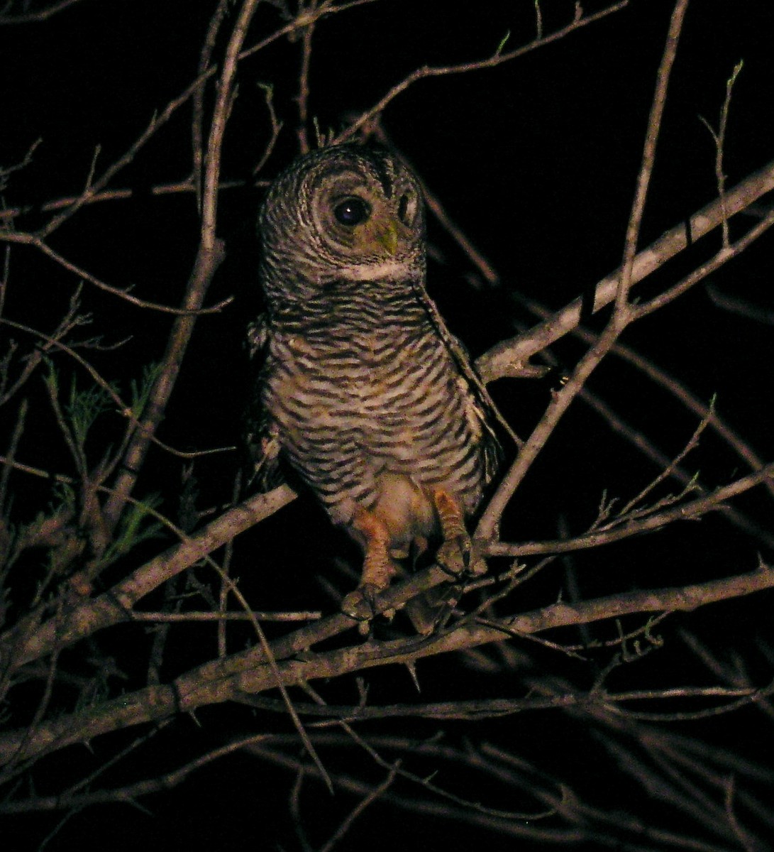 Chaco Owl - ML602140731