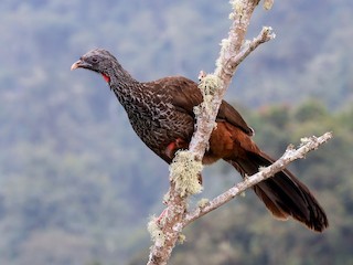  - Andean Guan