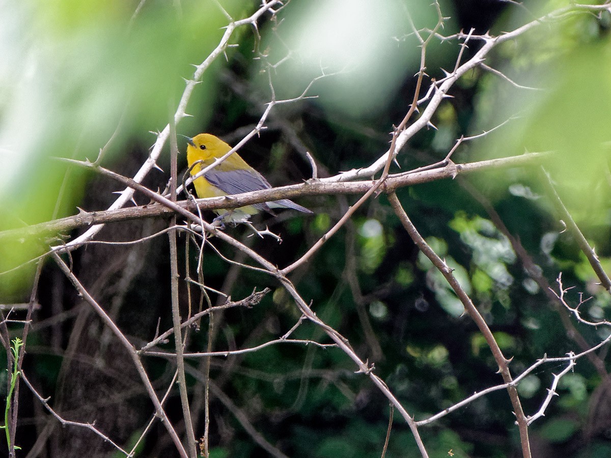 Prothonotary Warbler - ML60214271