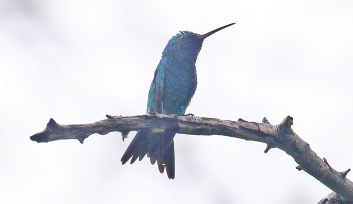 kolibřík zářivý - ML602147521