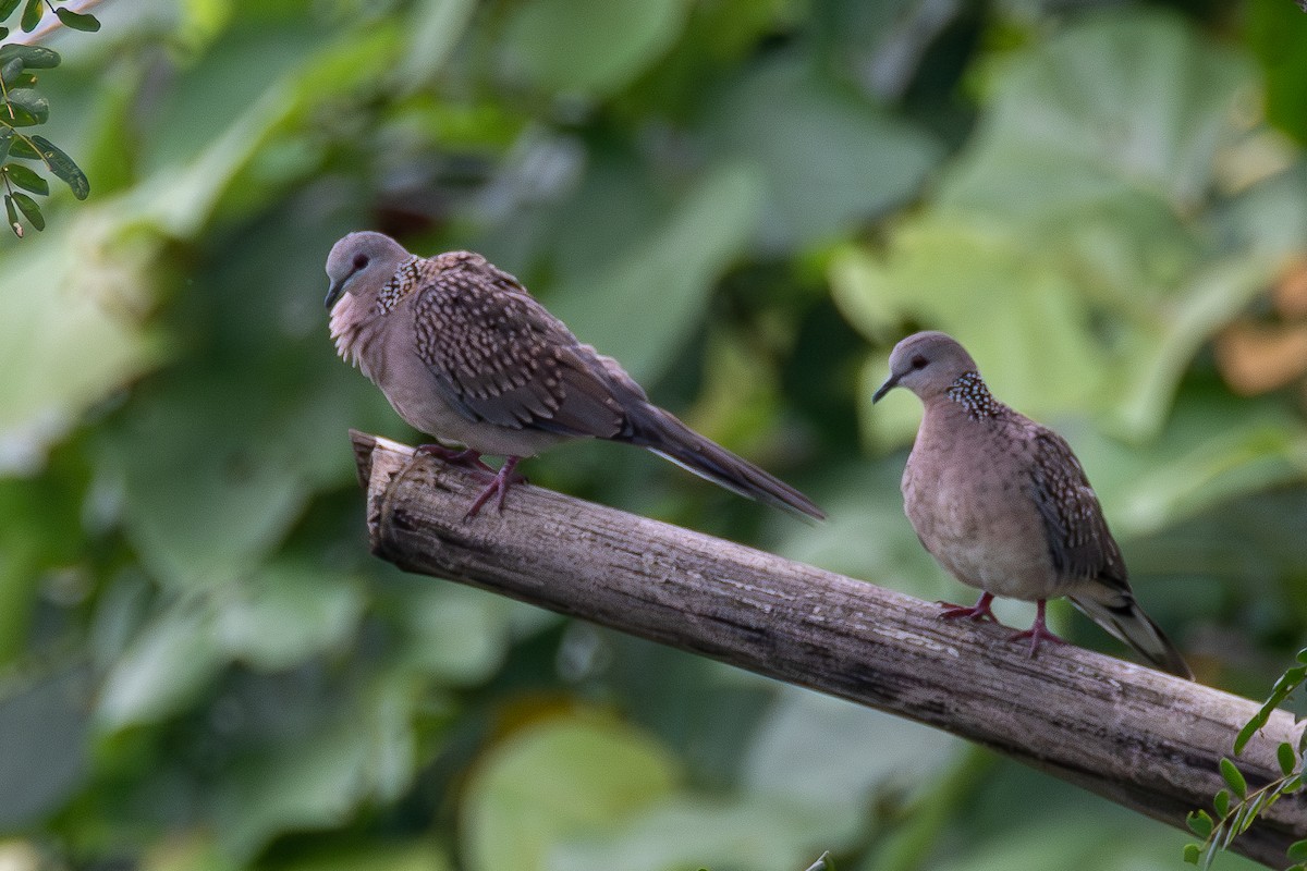 Spotted Dove - ML602156401