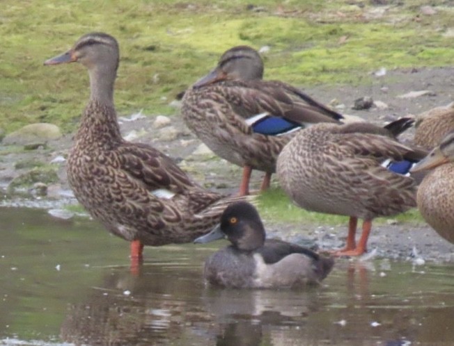 Ring-necked Duck - ML602162341