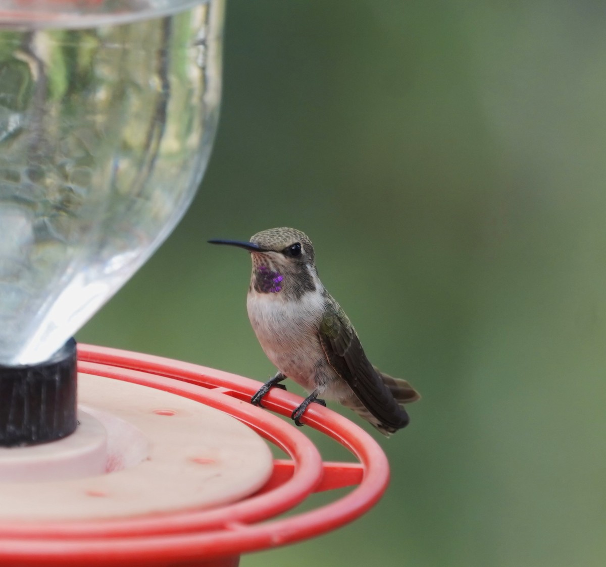 Costa's Hummingbird - ML602162441