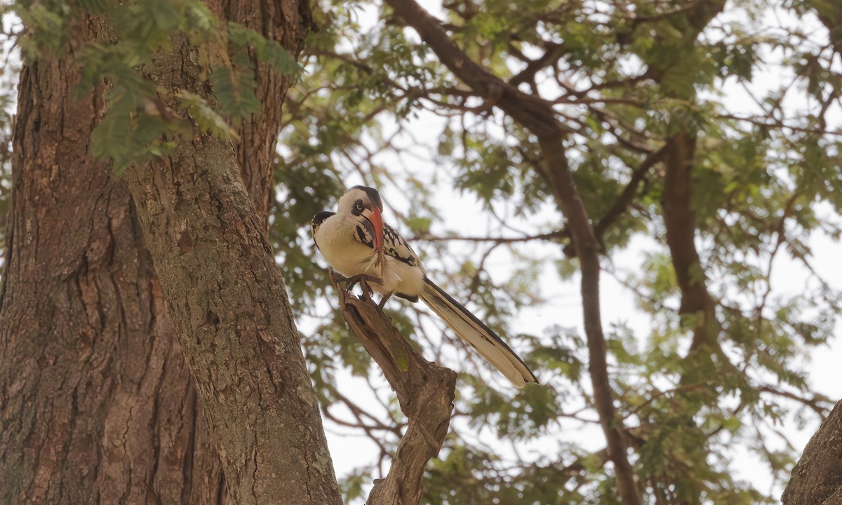 Tanzanian Red-billed Hornbill - Steve Kelling