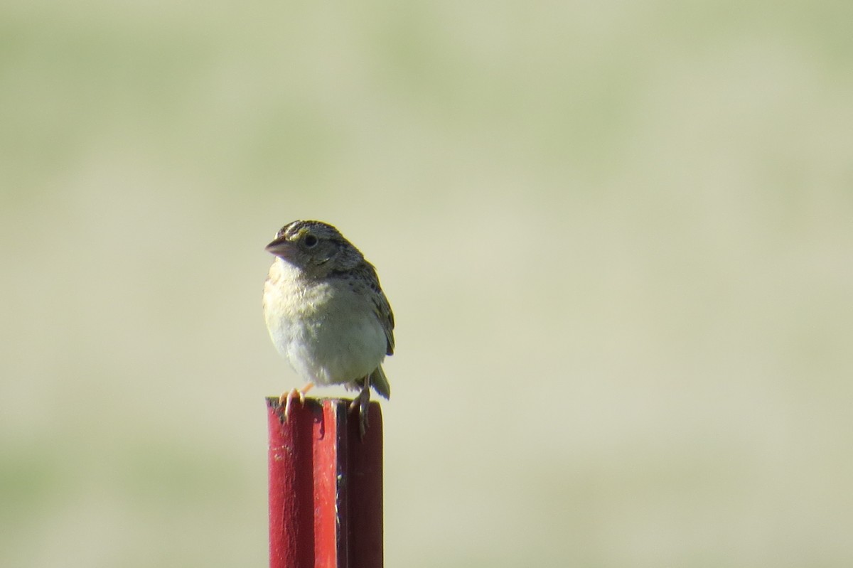 Grasshopper Sparrow - ML60216781
