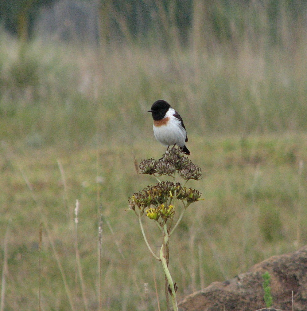 African Stonechat - ML602169141