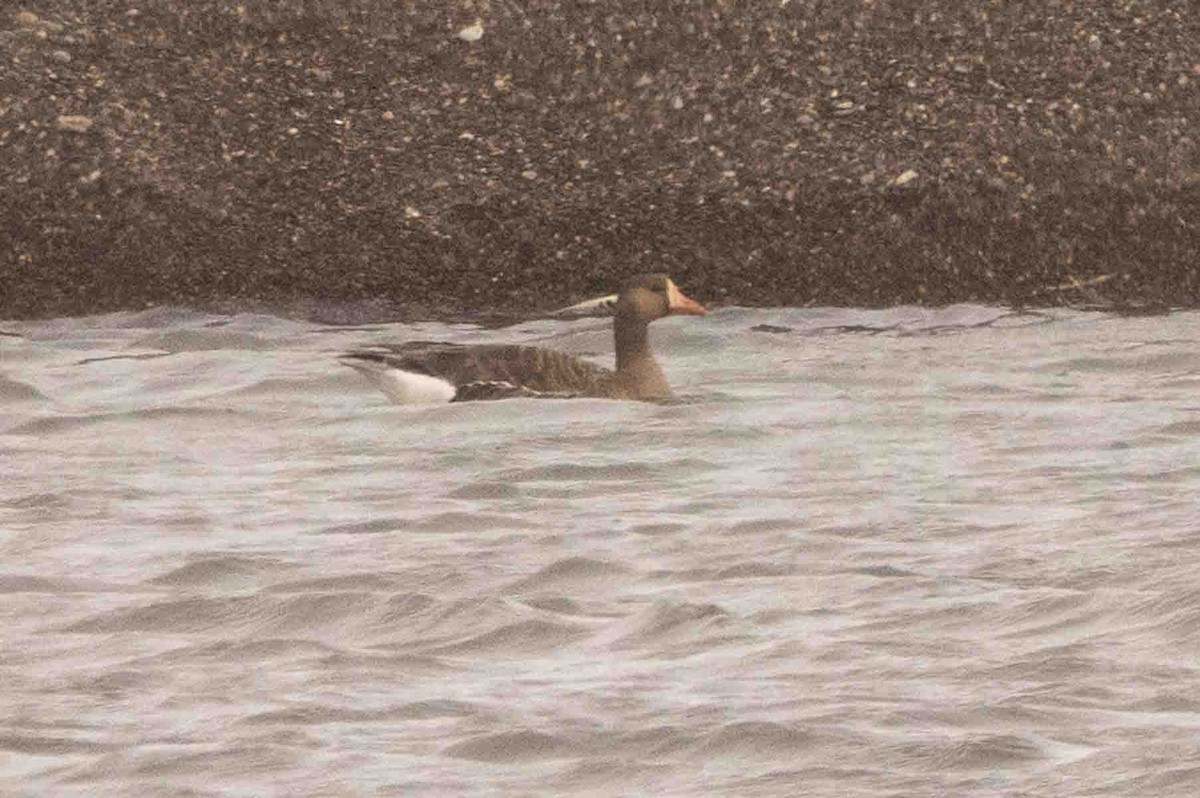 Greater White-fronted Goose - ML602171551