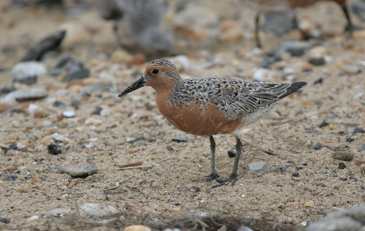 Red Knot - ML602171741