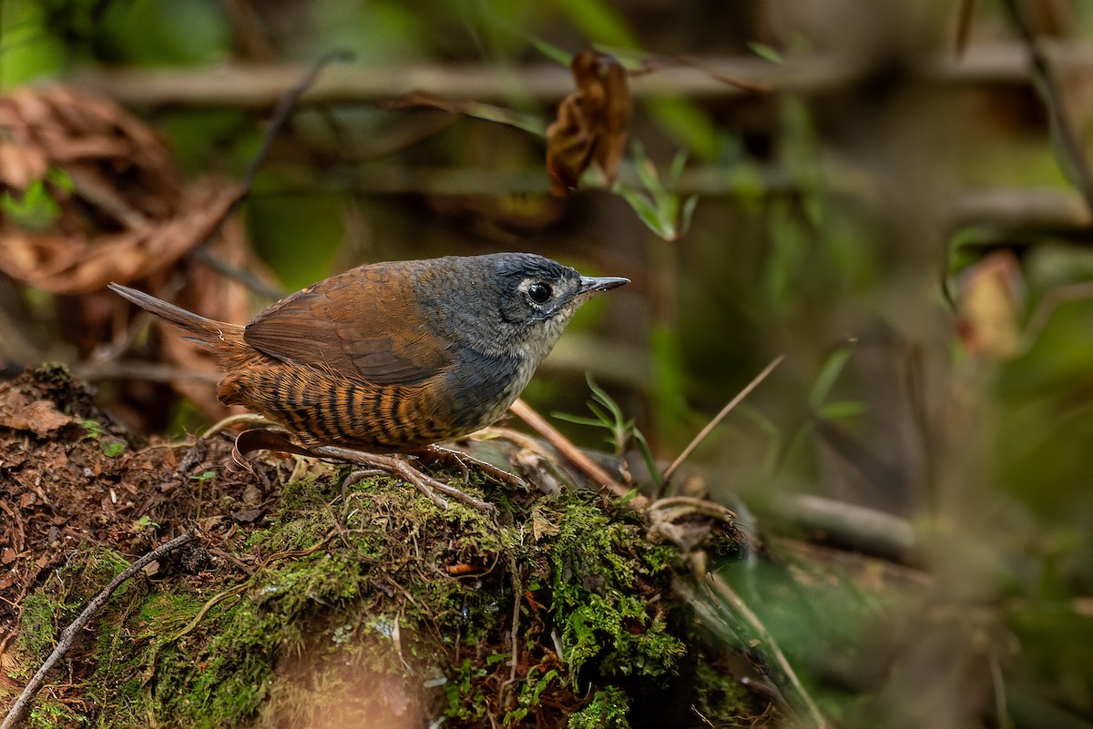 White-breasted Tapaculo - ML602172521