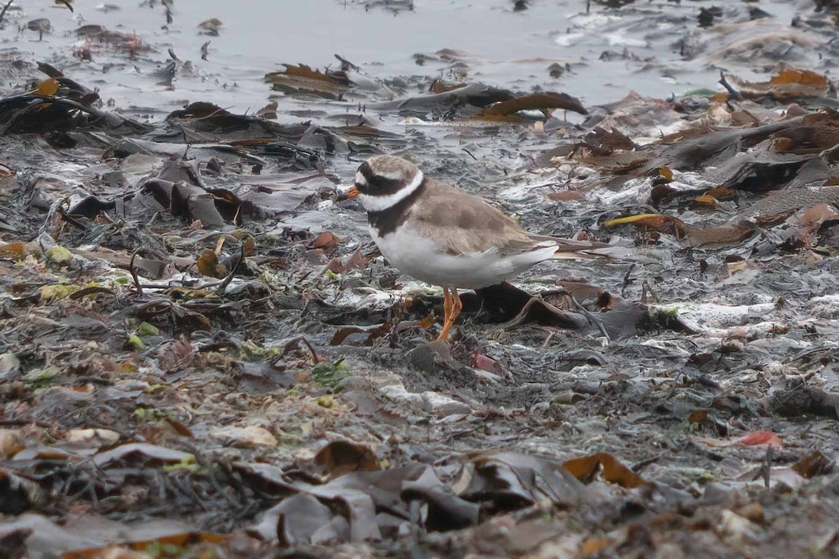 Common Ringed Plover - ML602172991