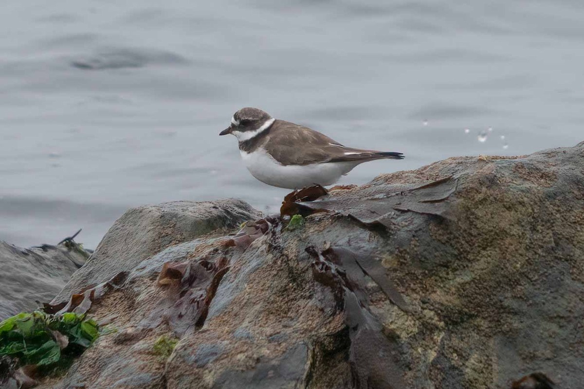 Common Ringed Plover - ML602173001