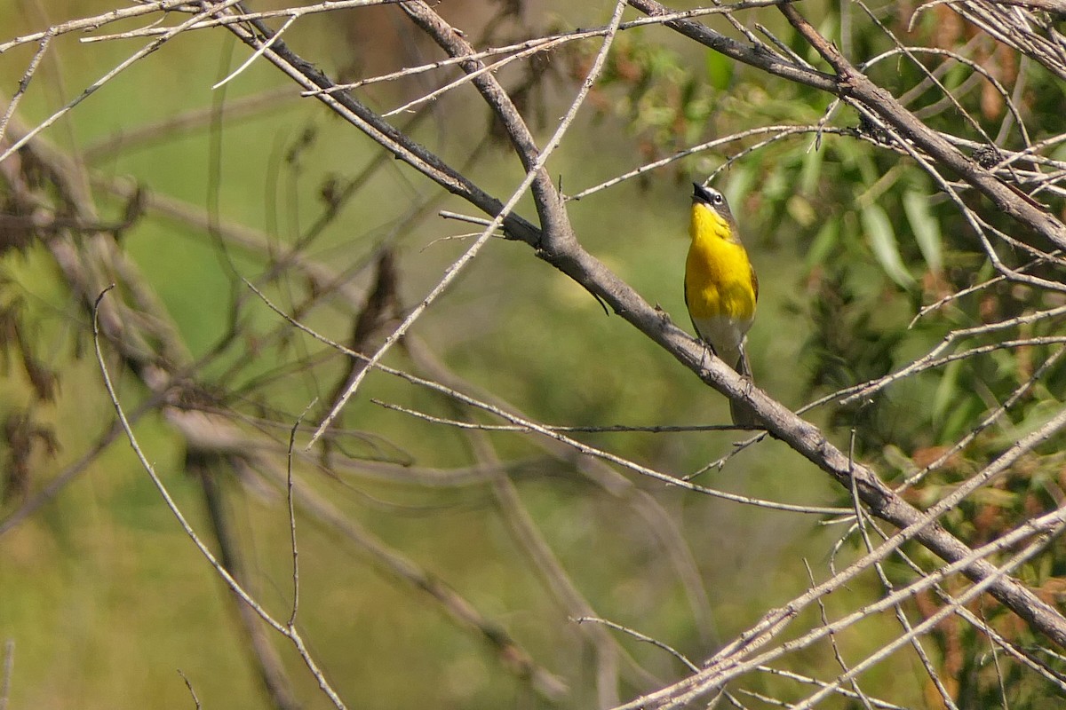 Yellow-breasted Chat - ML60217841