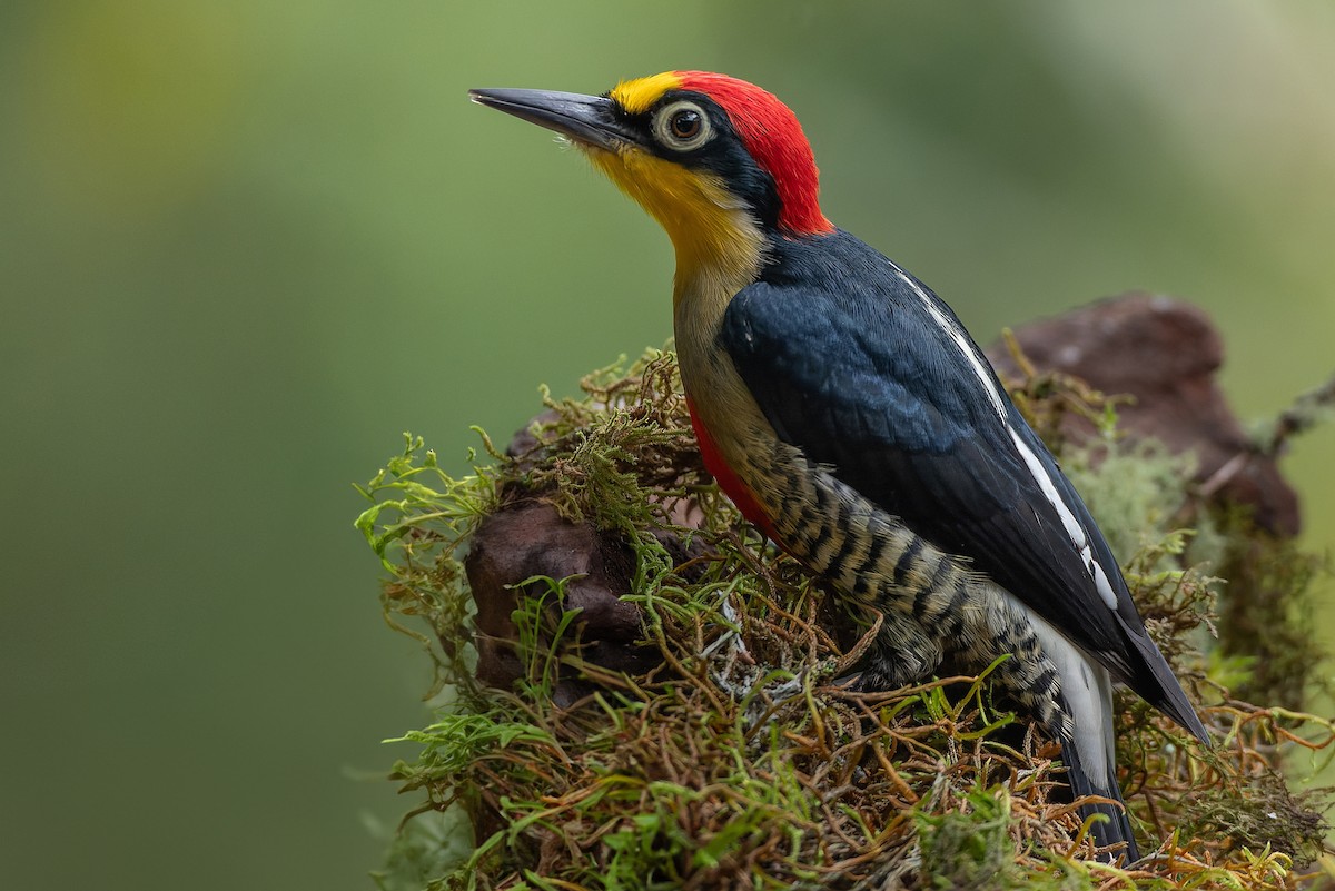 Yellow-fronted Woodpecker - ML602180931