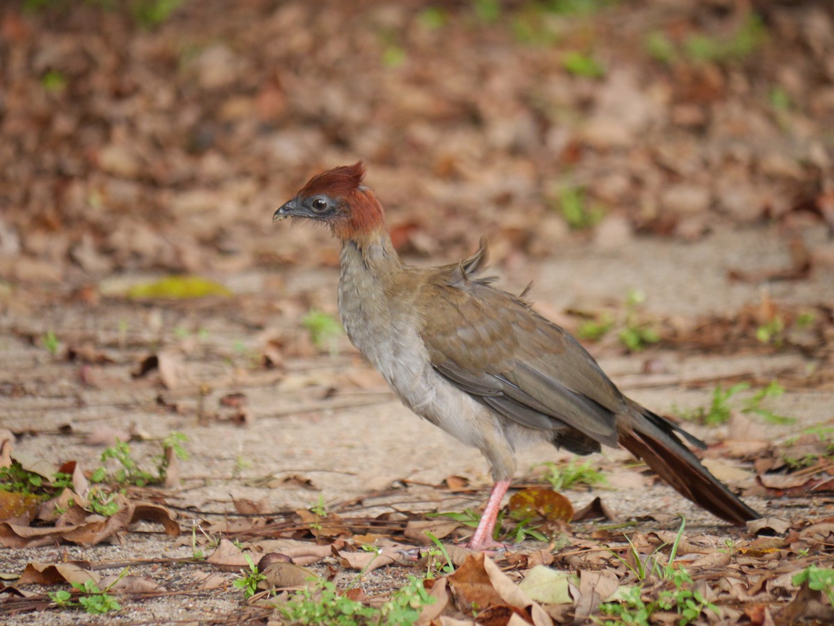 Variable Chachalaca - Mike Grant