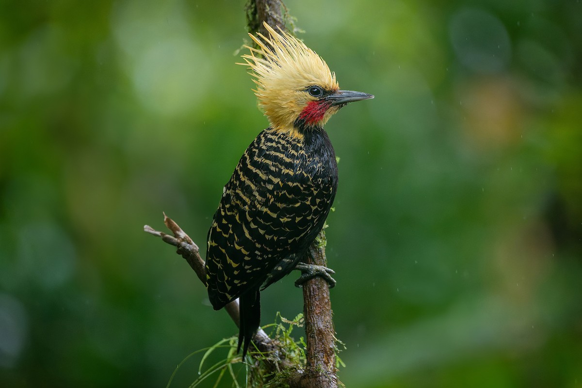 Blond-crested Woodpecker - LUCIANO BERNARDES