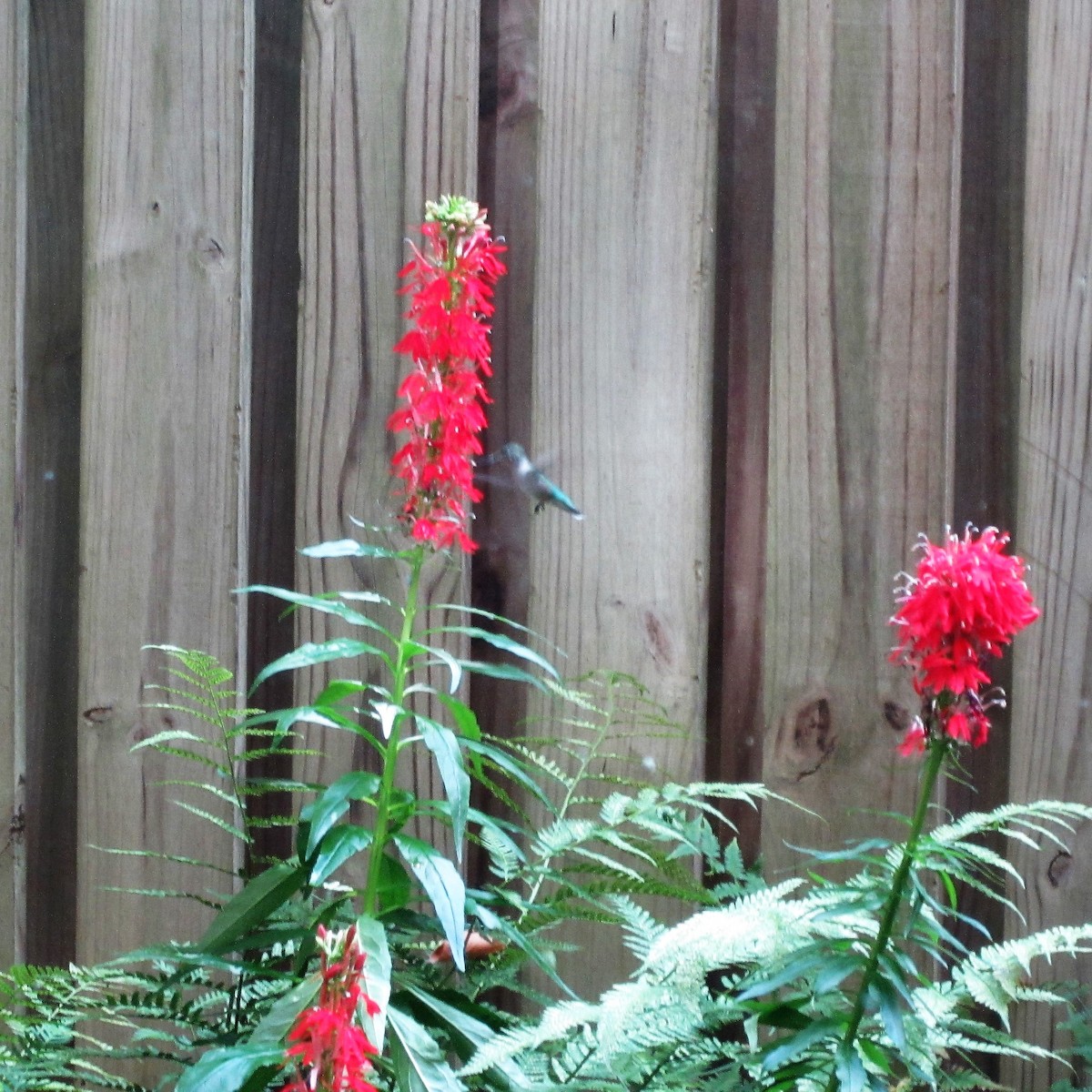 Ruby-throated Hummingbird - ML602183551
