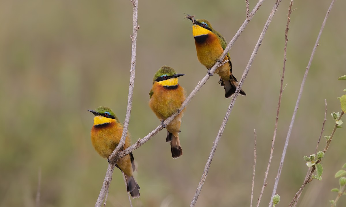 Little Bee-eater - Steve Kelling