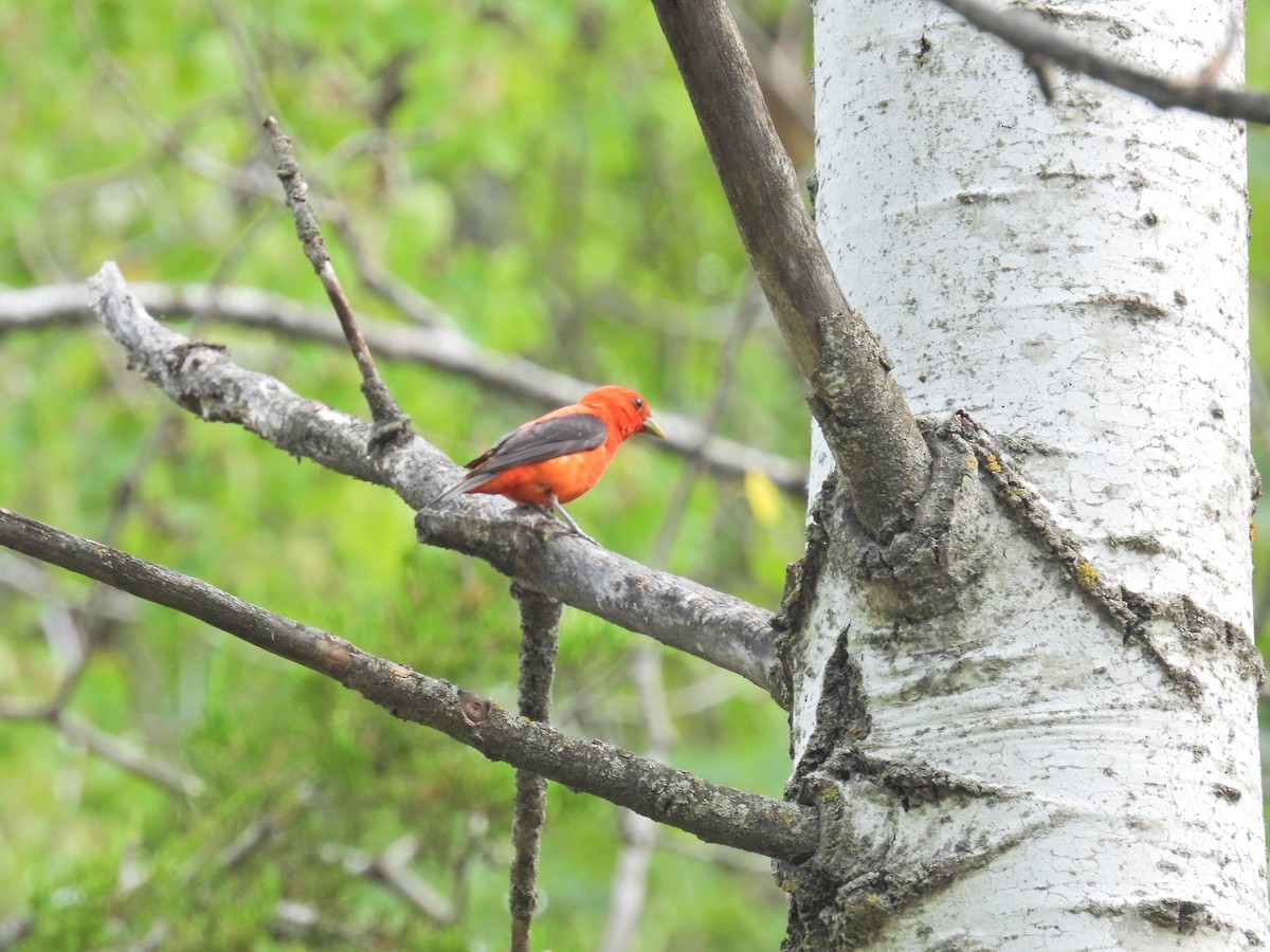 Scarlet Tanager - ML602185221