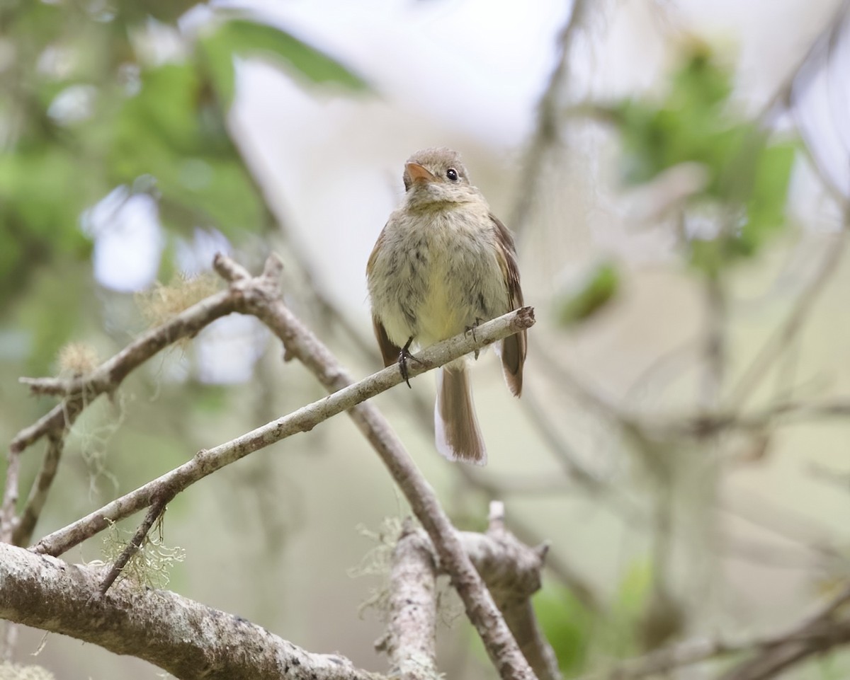Western Flycatcher (Pacific-slope) - Terence Degan