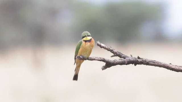 Little Bee-eater - ML602188191