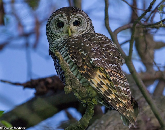 Chaco Owl eBird